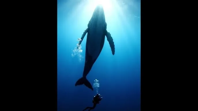 18禁 - 深蓝星球：探索海洋深处的未知世界